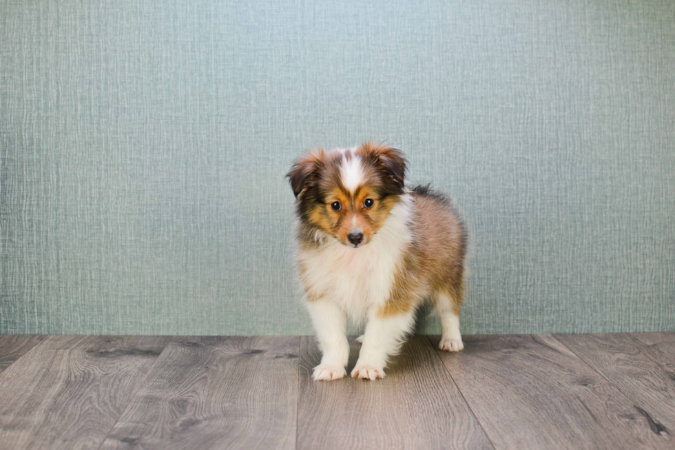 Sheltie Pup Being Cute