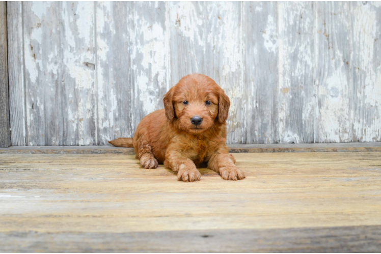 Best Mini Goldendoodle Baby