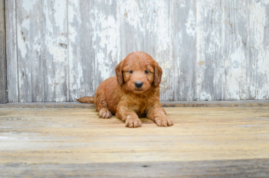 Best Mini Goldendoodle Baby