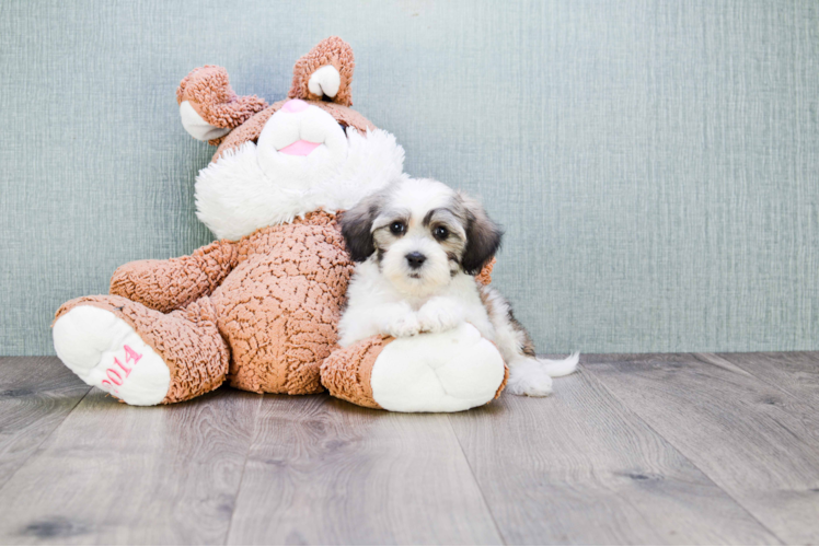 Popular Teddy Bear Designer Pup