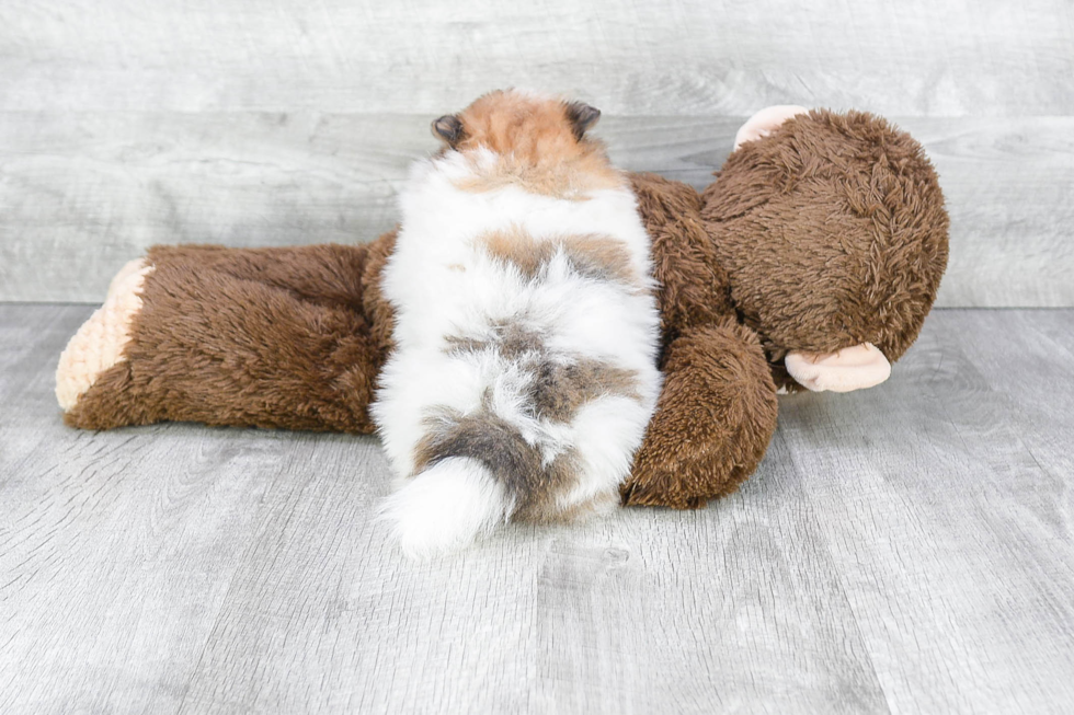 Pomeranian Pup Being Cute