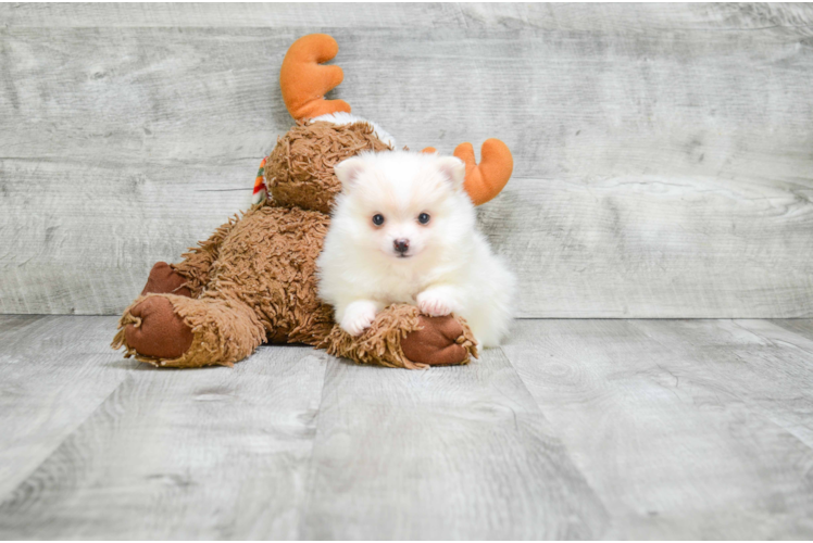 Cute Pomeranian Purebred Puppy