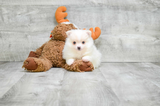 Cute Pomeranian Purebred Puppy