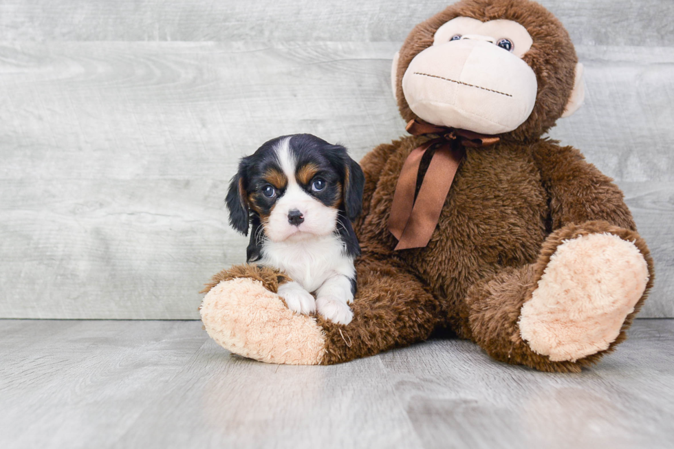 Small Cavalier King Charles Spaniel Baby