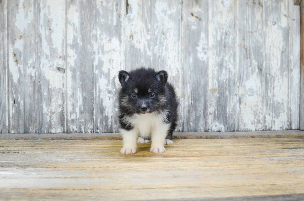 Pomsky Pup Being Cute