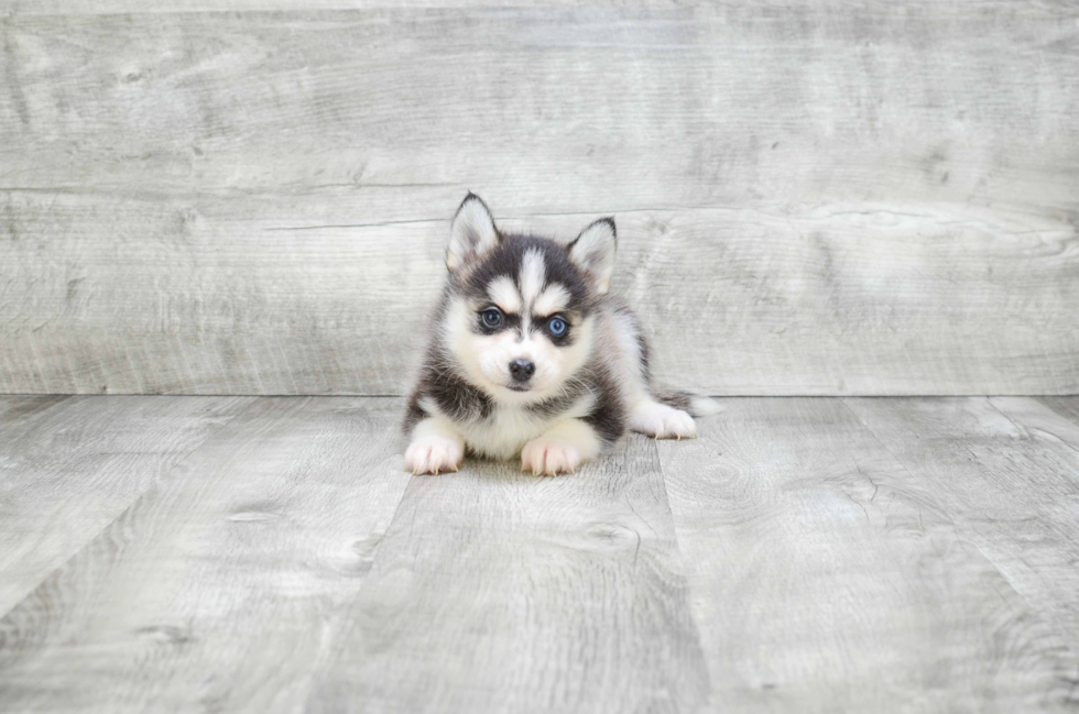 Adorable Mini Husky Designer Puppy