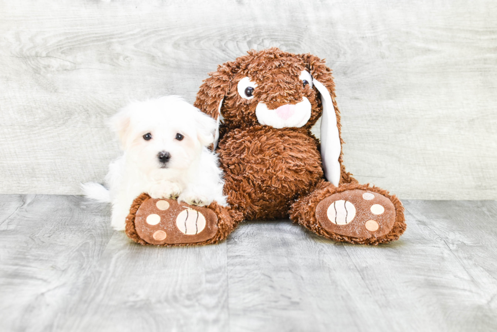 Adorable Maltese Purebred Puppy