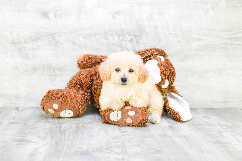 Funny Poodle Purebred Pup