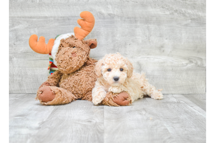 Best Maltipoo Baby