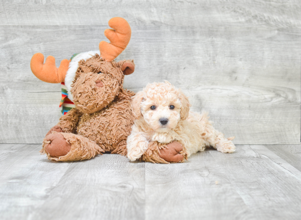 Best Maltipoo Baby