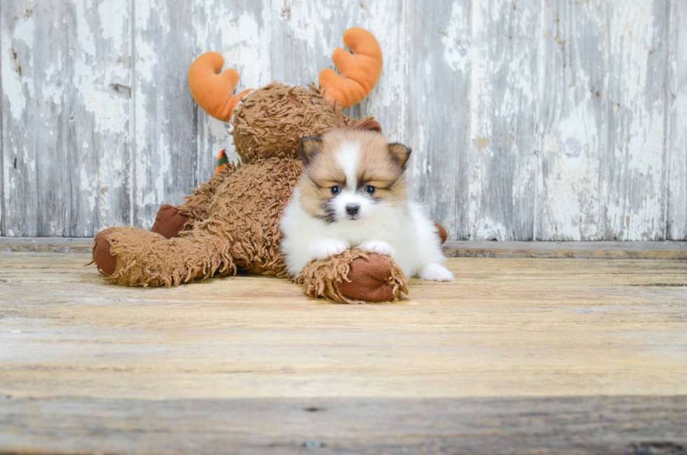 Pomeranian Pup Being Cute