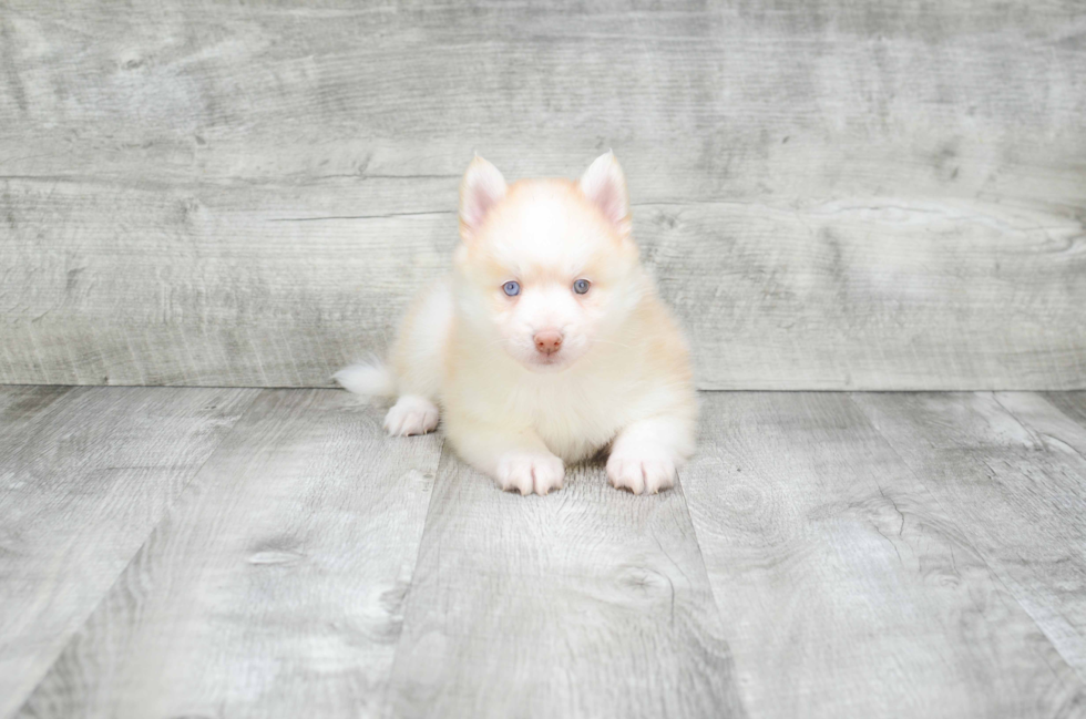 Playful Mini Husky Designer Puppy