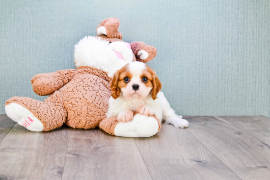 Cavalier King Charles Spaniel Pup Being Cute