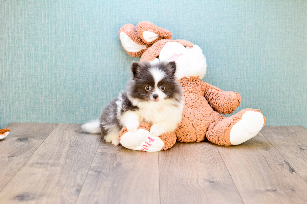 Happy Pomeranian Purebred Puppy