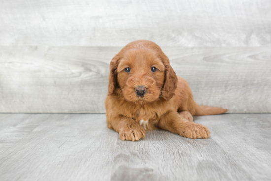 Best Mini Goldendoodle Baby