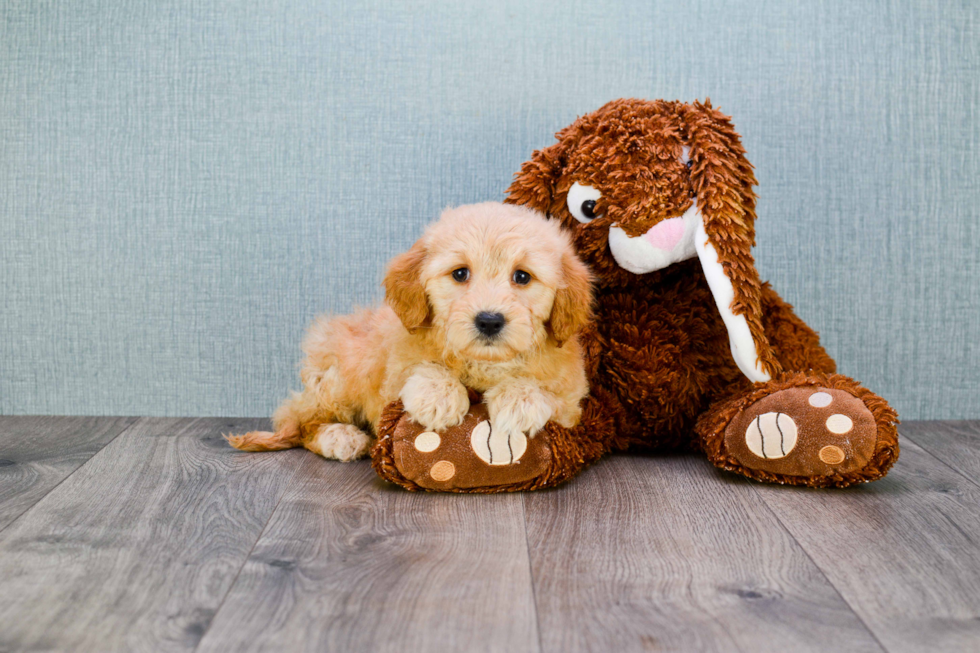 Best Mini Goldendoodle Baby