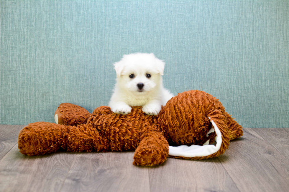 Maltipom Pup Being Cute