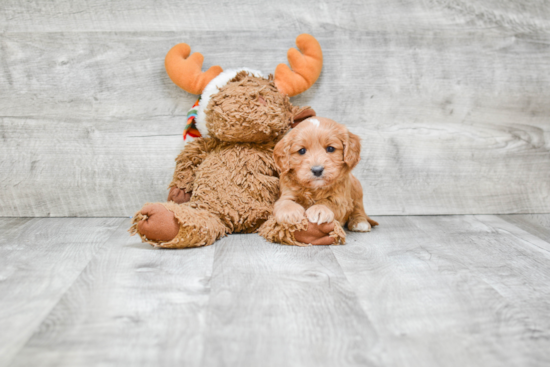 Cavapoo Puppy for Adoption