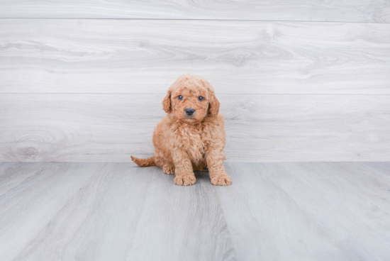 Mini Goldendoodle Pup Being Cute