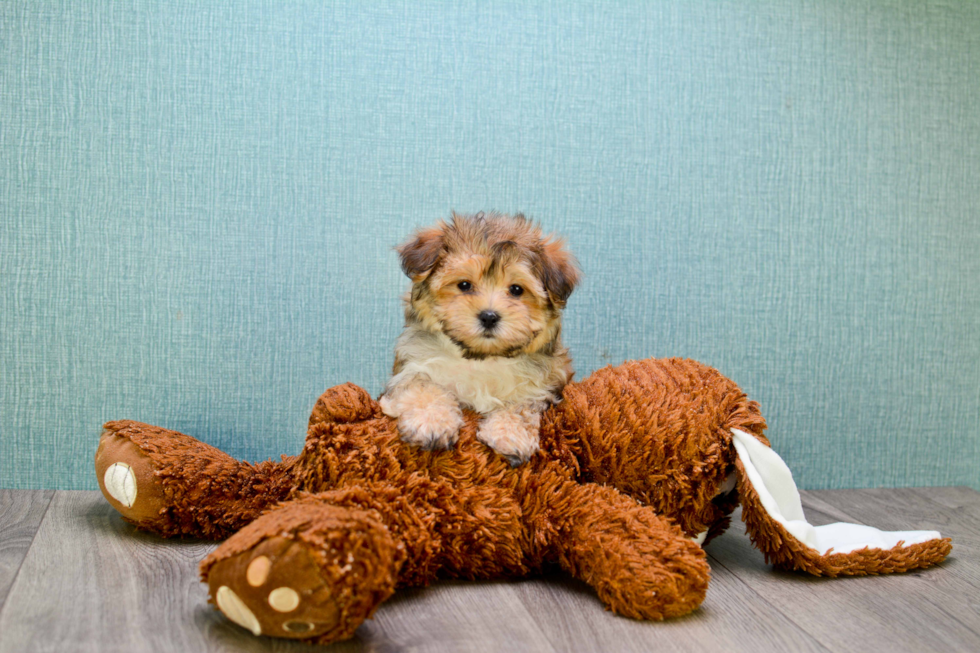 Happy Morkie Baby