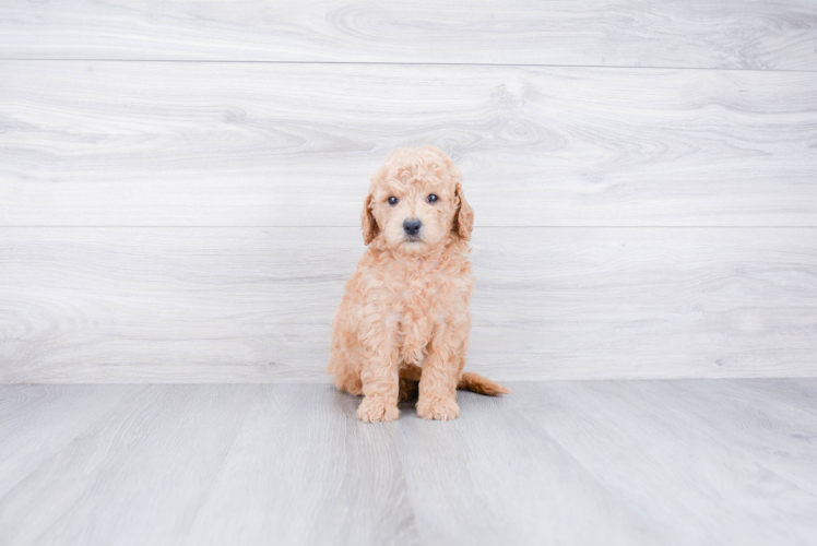 Cute Mini Goldendoodle Baby