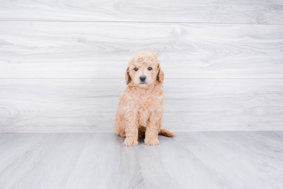 Cute Mini Goldendoodle Baby