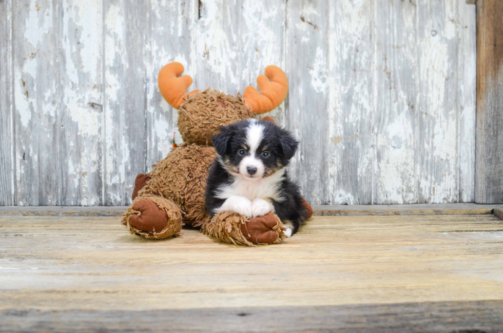 Mini Aussiedoodle Pup Being Cute