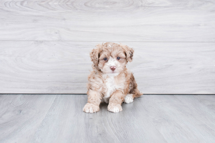 Popular Mini Aussiedoodle Poodle Mix Pup