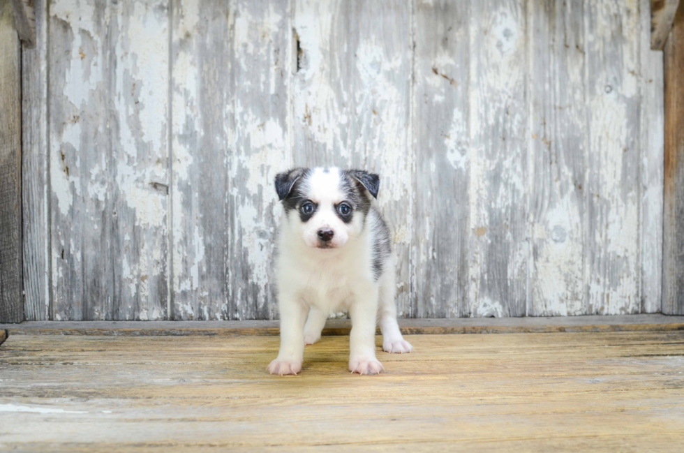 Pomsky Pup Being Cute