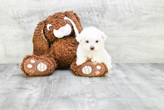 Cute Maltese Purebred Puppy