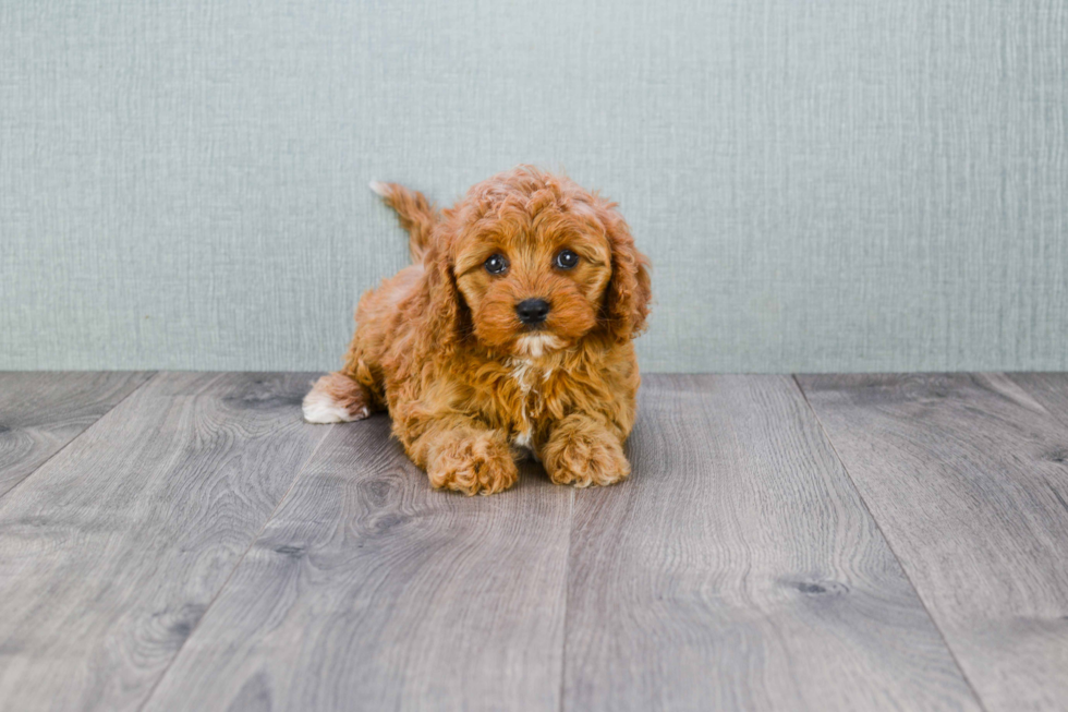 Funny Cavapoo Poodle Mix Pup