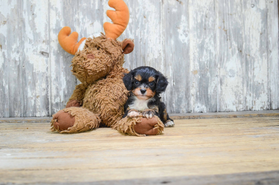 Popular Cavapoo Poodle Mix Pup