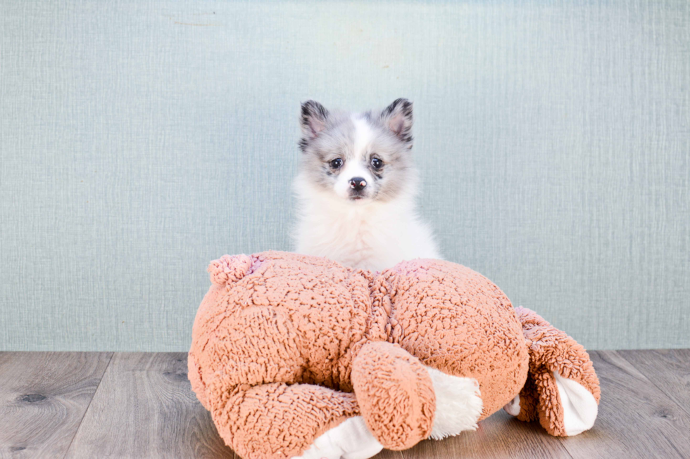 Pomeranian Puppy for Adoption