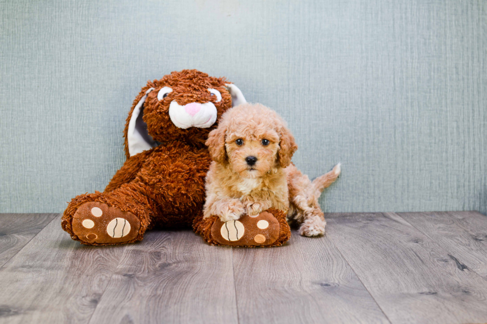 Adorable Cavoodle Poodle Mix Puppy