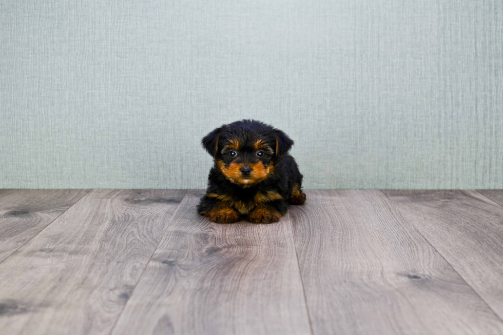 Meet Timmy - our Yorkshire Terrier Puppy Photo 