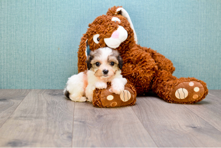 Cavachon Pup Being Cute