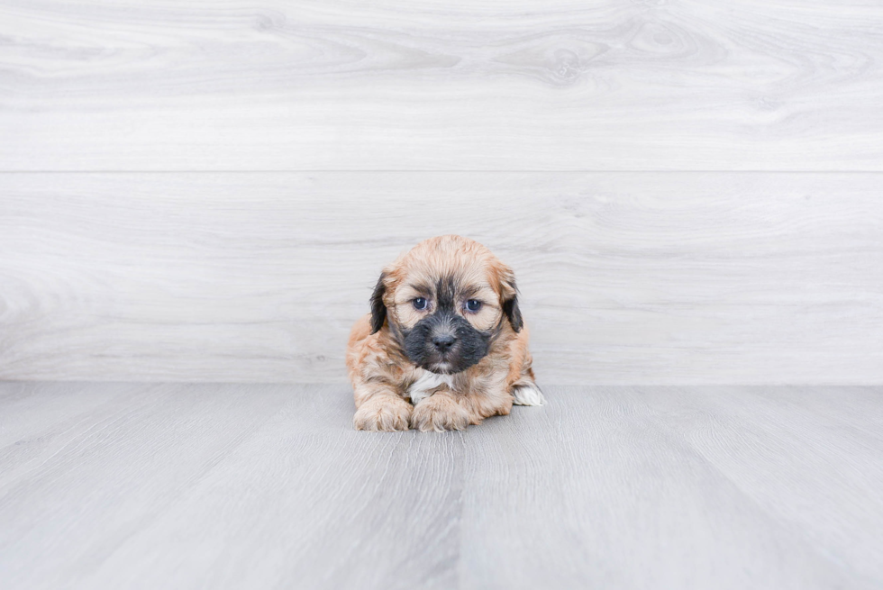 Petite Teddy Bear Designer Pup