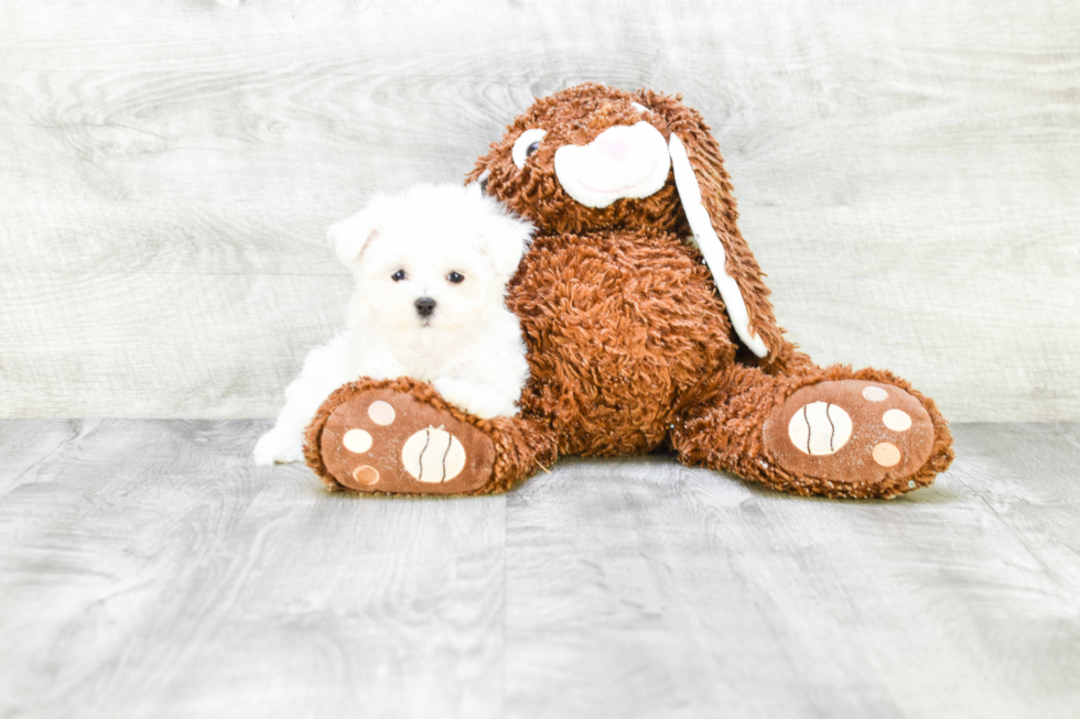 Maltese Pup Being Cute