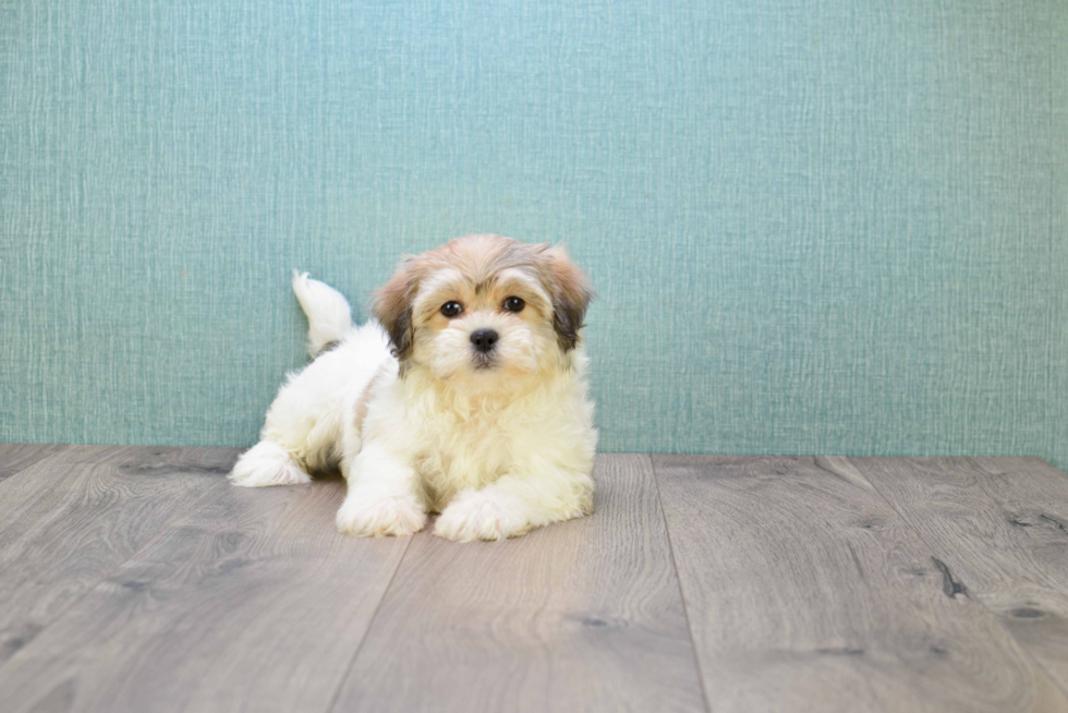 Hypoallergenic Shichon Designer Puppy