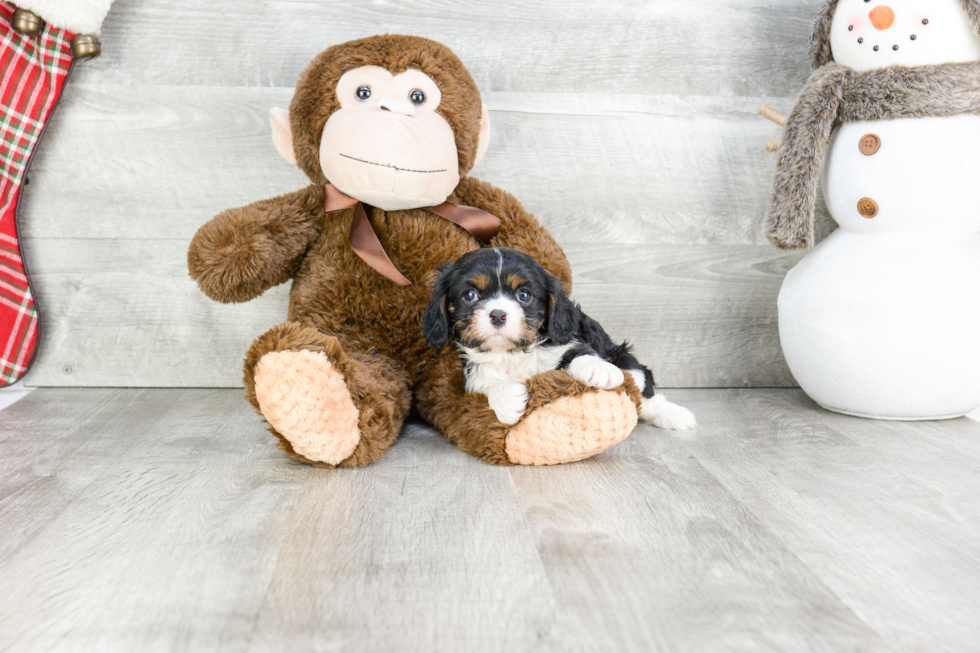 Cavalier King Charles Spaniel Pup Being Cute