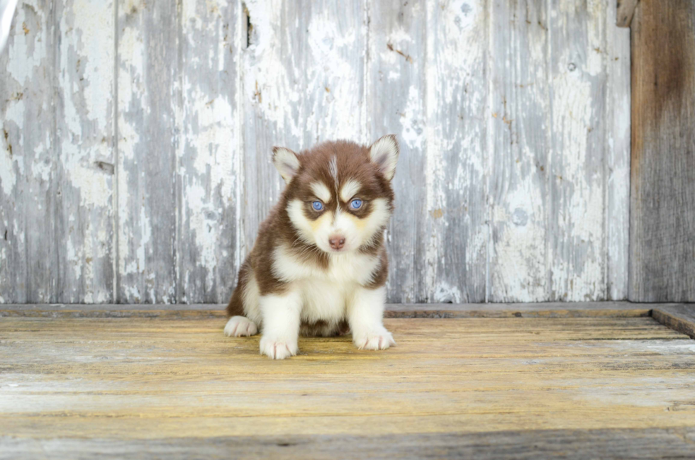 Petite Pomsky Designer Pup