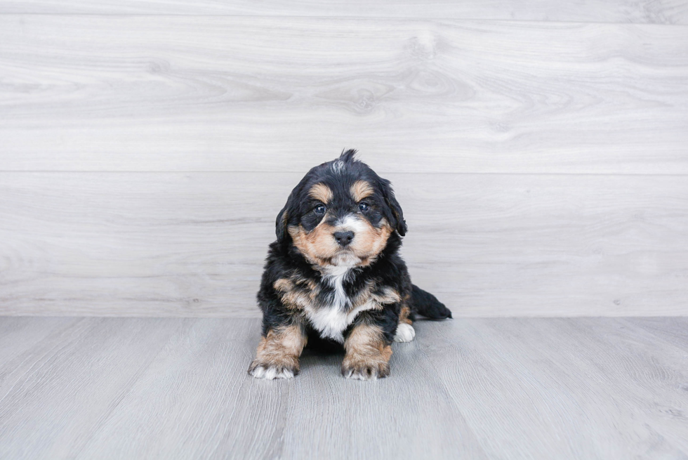 Best Mini Bernedoodle Baby