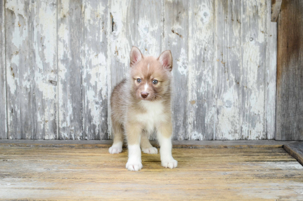 Pomsky Puppy for Adoption