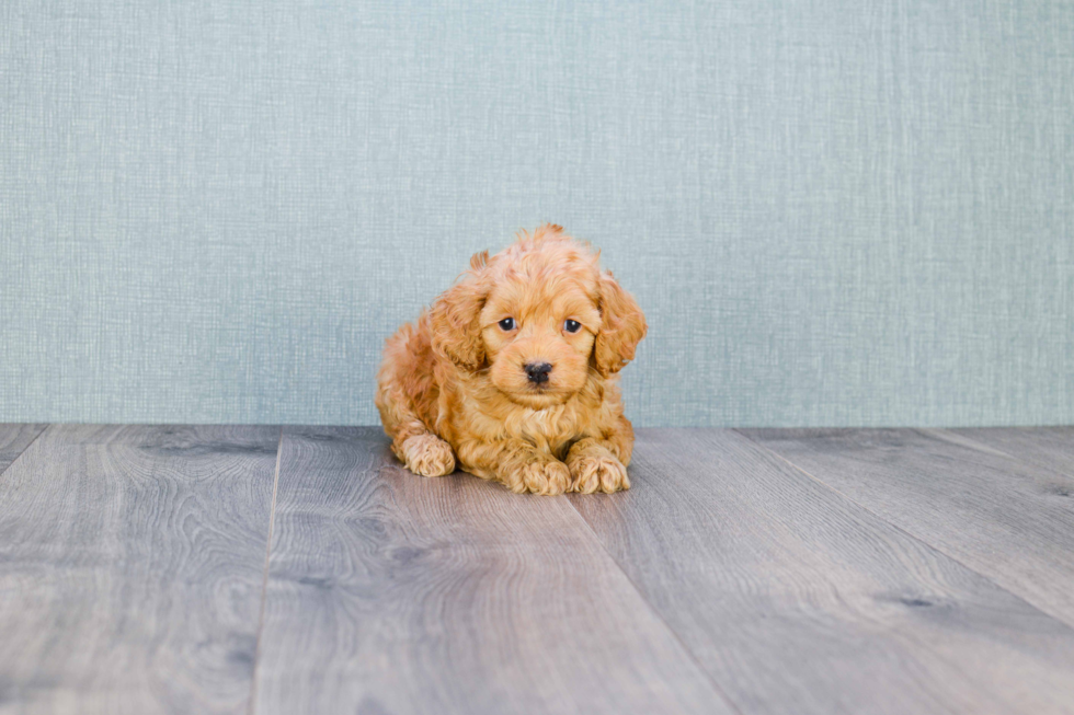 Adorable Cockerpoo Poodle Mix Puppy