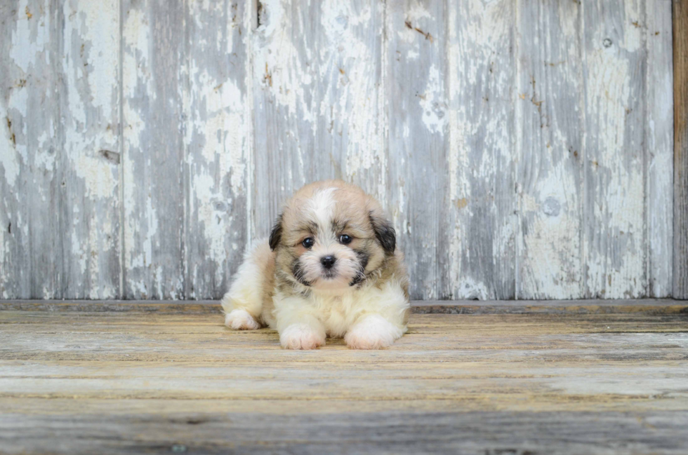 Teddy Bear Pup Being Cute