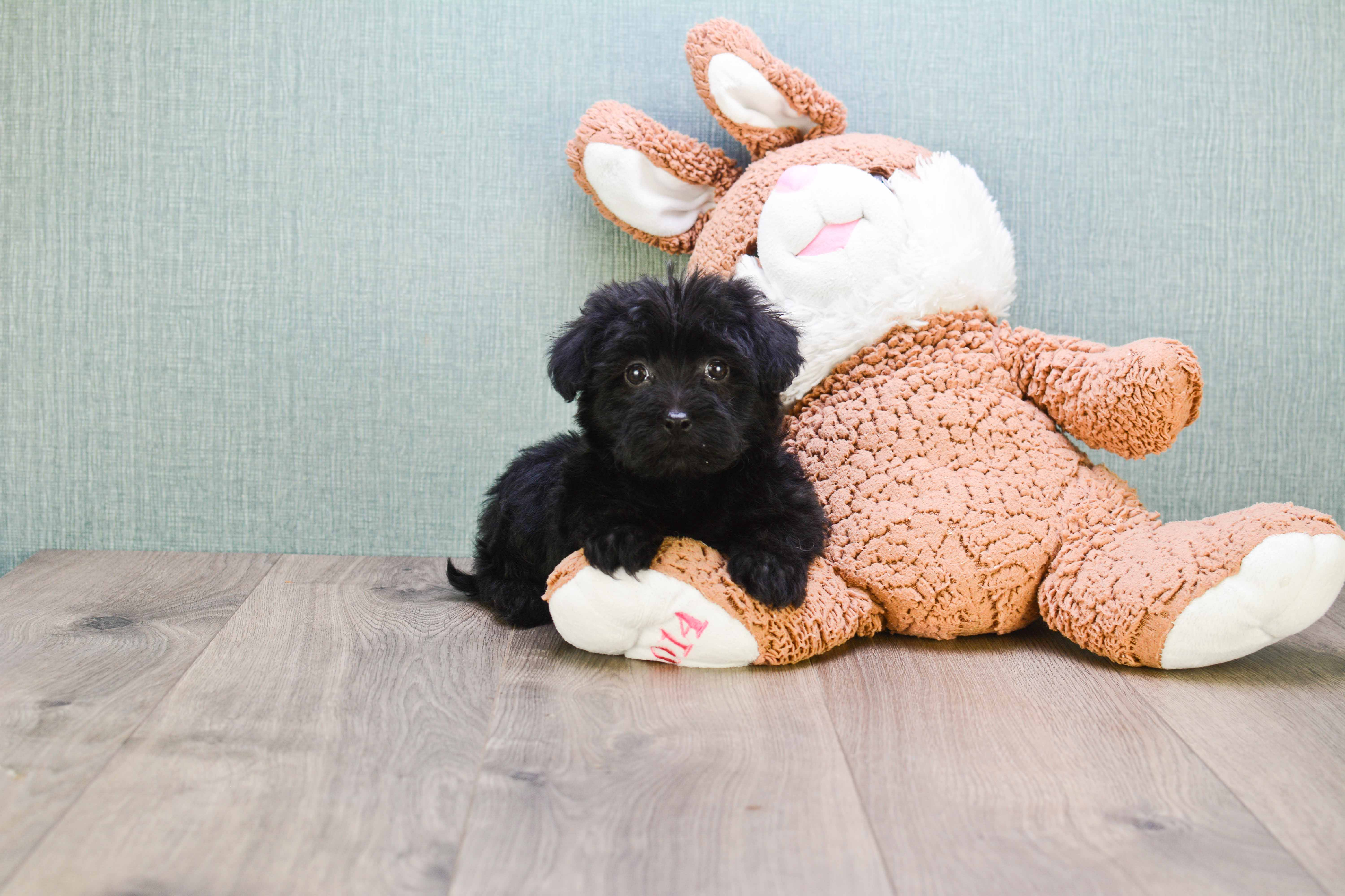 Yorkie Poo Pup Being Cute