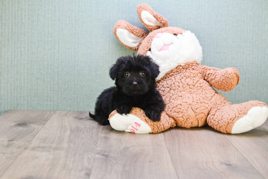 Yorkie Poo Pup Being Cute