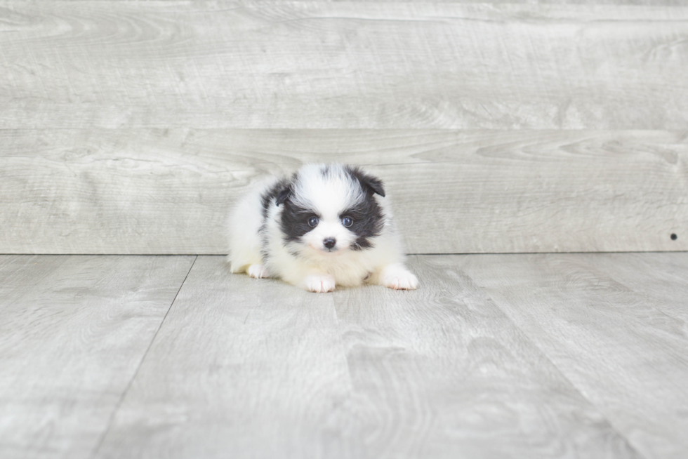 Playful Pomeranian Purebred Pup