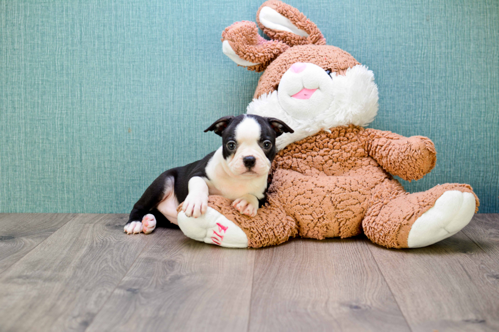 Hypoallergenic Boston Terrier Baby