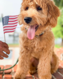 Petite Mini Goldendoodle Pup